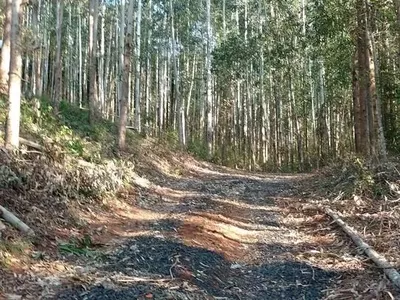 Chácara com 04 Alqueires para venda a 6km do PB Shopping em Pato Branco - Foto 10