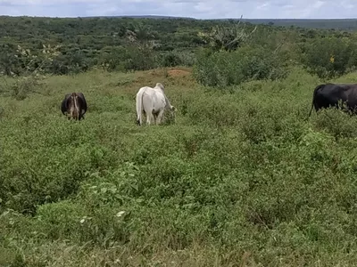 FAZENDA A VENDA REGIÃO DO MORRO DO CHAPÉU - Foto 12