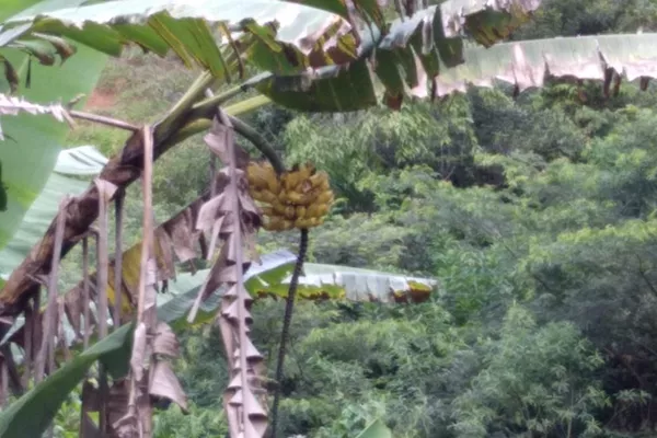 Fazenda 13,5 Hactare à Venda, Pau Brasil , Barra do Choça, BA - Foto 5