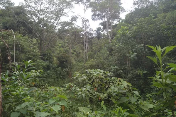 Fazenda 13,5 Hactare à Venda, Pau Brasil , Barra do Choça, BA - Foto 6