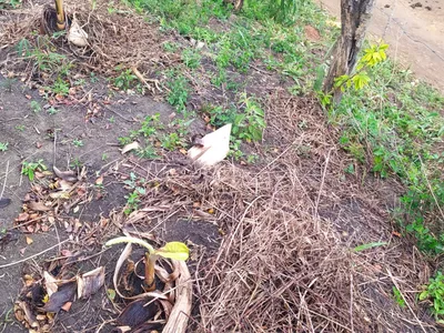 Fazenda 13,5 Hactare à Venda, Pau Brasil , Barra do Choça, BA - Foto 12