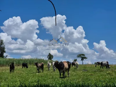 Sítio de 6,6 hectares com água, solo fértil e alto potencial produtivo à venda no Manduca Coelho - Foto 17