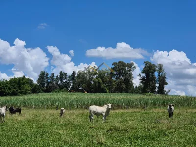 Sítio de 6,6 hectares com água, solo fértil e alto potencial produtivo à venda no Manduca Coelho - Foto 14