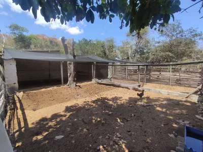 Sítio a venda na Lagoa das Flores com 2 casas, árvores frutíferas, poço artesiano, irrigação, - Foto 16