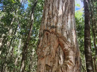Fazenda em 112 hectares em Planalto - Foto 3