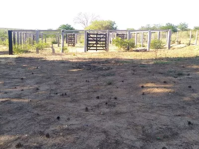 Vendo Fazenda com 726 hectares de área plana, Lagoa Preta, município de Tremedal - BA - Foto 7