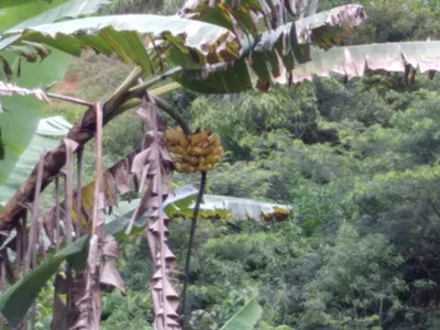 Fazenda 13,5 Hactare à Venda, Pau Brasil , Barra do Choça, BA - Foto 5