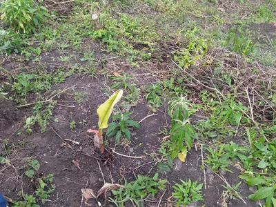Fazenda 13,5 Hactare à Venda, Pau Brasil , Barra do Choça, BA - Foto 8
