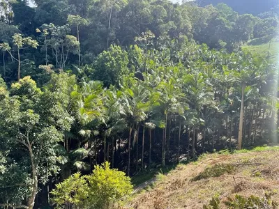 Terreno São Pedro Da Serra - Foto 11