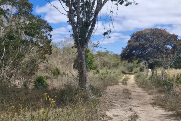 Fazenda em 112 hectares em Planalto - Foto 4