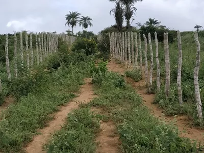 FAZENDA A VENDA REGIÃO DO MORRO DO CHAPÉU - Foto 8