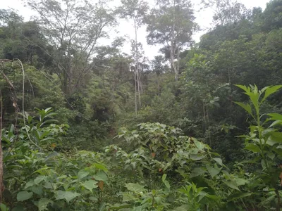 Fazenda 13,5 Hactare à Venda, Pau Brasil , Barra do Choça, BA - Foto 6