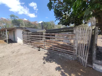 Sítio a venda na Lagoa das Flores com 2 casas, árvores frutíferas, poço artesiano, irrigação, - Foto 15