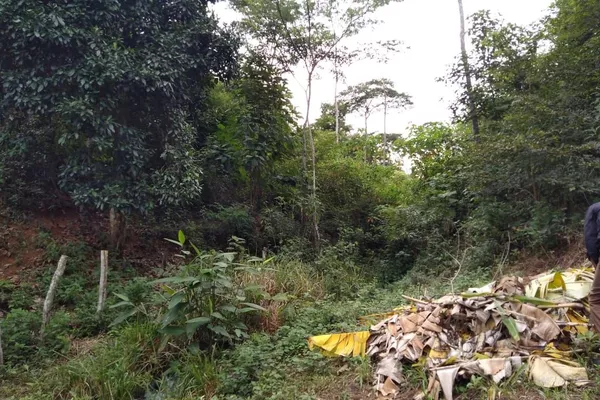 Fazenda 13,5 Hactare à Venda, Pau Brasil , Barra do Choça, BA - Foto 4