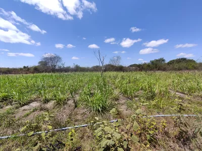 Sítio a venda na Lagoa das Flores com 2 casas, árvores frutíferas, poço artesiano, irrigação, - Foto 29