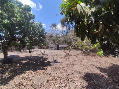 Sítio a venda na Lagoa das Flores com 2 casas, árvores frutíferas, poço artesiano, irrigação, - Foto 42