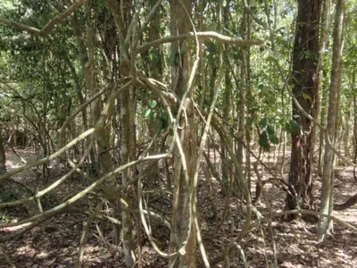 Fazenda em 112 hectares em Planalto - Foto 5