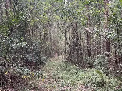 Chácara com 04 Alqueires para venda a 6km do PB Shopping em Pato Branco - Foto 5