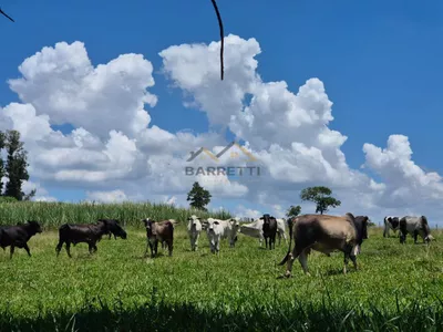 Sítio de 6,6 hectares com água, solo fértil e alto potencial produtivo à venda no Manduca Coelho - Foto 18