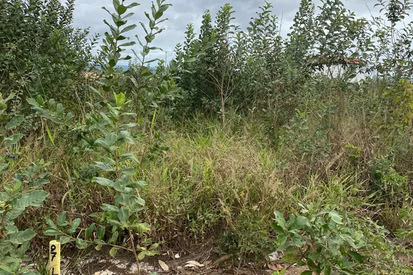 Lote escriturado à Venda, Primavera, Vitória da Conquista, BA - Foto 5