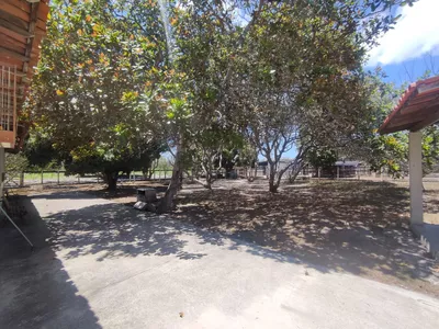 Sítio a venda na Lagoa das Flores com 2 casas, árvores frutíferas, poço artesiano, irrigação, - Foto 8