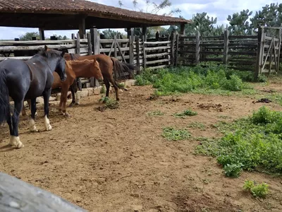 FAZENDA A VENDA REGIÃO DO MORRO DO CHAPÉU - Foto 5