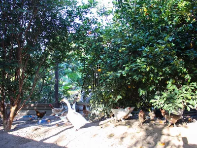 Chácara à venda no bairro Tupi, com 1.650 m² de terreno, nascente de água, piscina e 2 quartos - Foto 50
