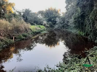 Cambé - Chácara - Santa Maria - Foto 6