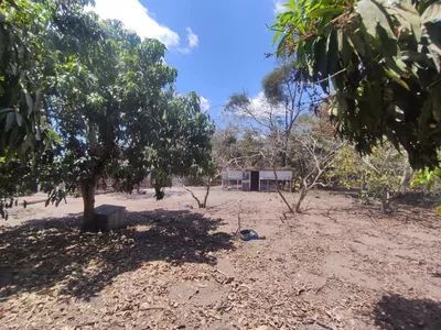 Sítio a venda na Lagoa das Flores com 2 casas, árvores frutíferas, poço artesiano, irrigação, - Foto 14