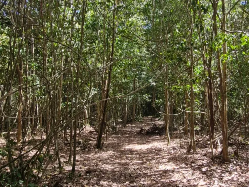 Fazenda em 112 hectares em Planalto - Foto Principal
