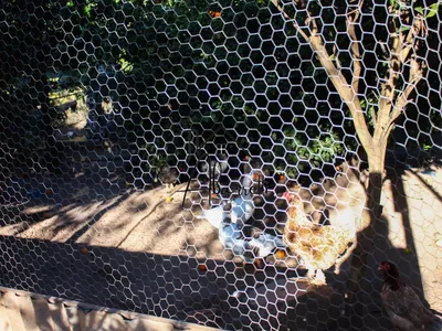 Chácara à venda no bairro Tupi, com 1.650 m² de terreno, nascente de água, piscina e 2 quartos - Foto 45