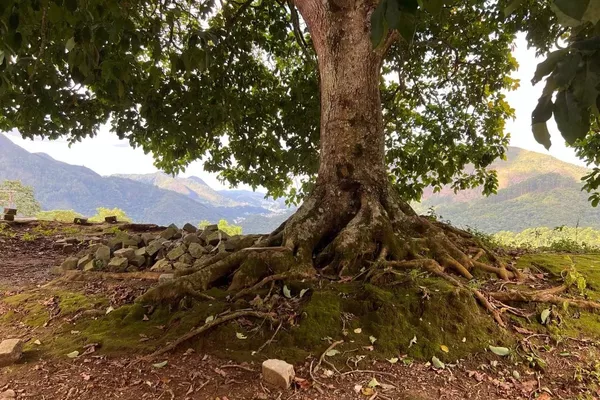 Terreno para venda,  Cônego, Nova Friburgo - Foto 4