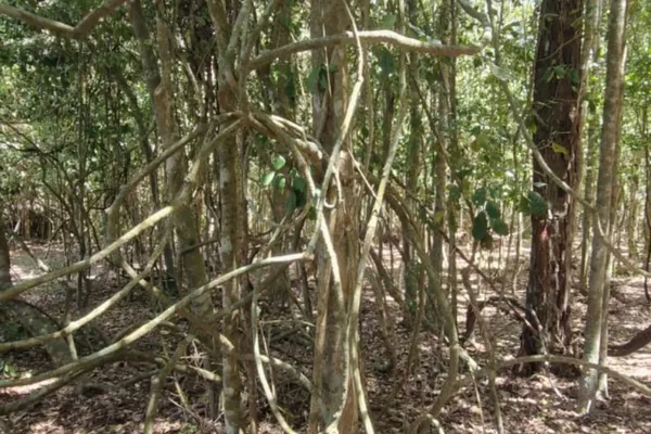 Fazenda em 112 hectares em Planalto - Foto 5
