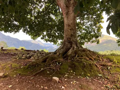 Terreno para venda,  Cônego, Nova Friburgo - Foto 4