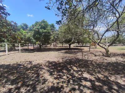 Sítio a venda na Lagoa das Flores com 2 casas, árvores frutíferas, poço artesiano, irrigação, - Foto 9