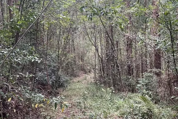 Chácara com 04 Alqueires para venda a 6km do PB Shopping em Pato Branco - Foto 5