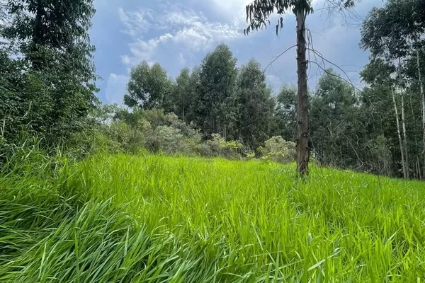 Chácara com 04 Alqueires para venda a 6km do PB Shopping em Pato Branco - Foto 3