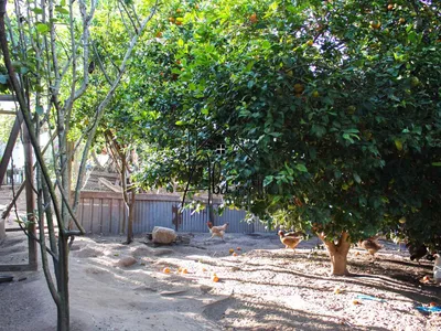 Chácara à venda no bairro Tupi, com 1.650 m² de terreno, nascente de água, piscina e 2 quartos - Foto 52