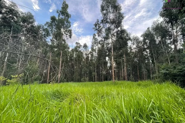 Chácara com 04 Alqueires para venda a 6km do PB Shopping em Pato Branco - Foto 2