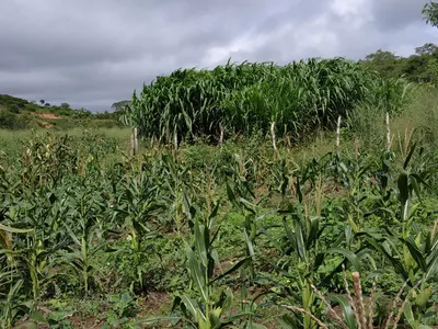 FAZENDA A VENDA REGIÃO DO MORRO DO CHAPÉU - Foto 10