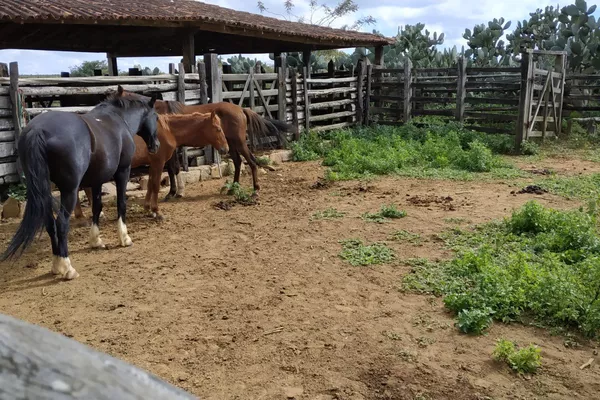 FAZENDA A VENDA REGIÃO DO MORRO DO CHAPÉU - Foto 6