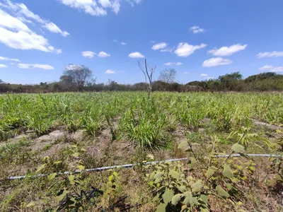 Sítio a venda na Lagoa das Flores com 2 casas, árvores frutíferas, poço artesiano, irrigação, - Foto 26