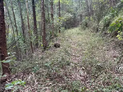Chácara com 04 Alqueires para venda a 6km do PB Shopping em Pato Branco - Foto 4