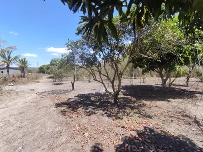 Sítio a venda na Lagoa das Flores com 2 casas, árvores frutíferas, poço artesiano, irrigação, - Foto 24