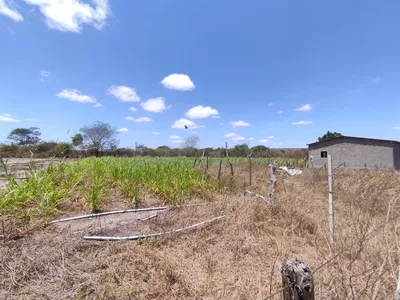 Sítio a venda na Lagoa das Flores com 2 casas, árvores frutíferas, poço artesiano, irrigação, - Foto 27