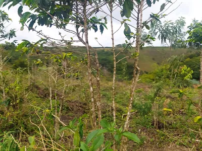 Fazenda 13,5 Hactare à Venda, Pau Brasil , Barra do Choça, BA - Foto 14