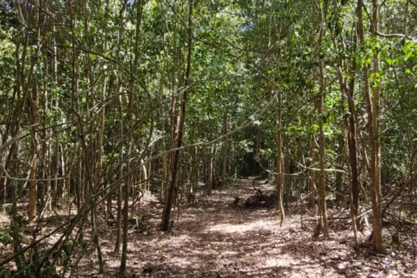 Fazenda em 112 hectares em Planalto - Foto 1