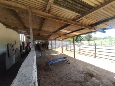 Sítio a venda na Lagoa das Flores com 2 casas, árvores frutíferas, poço artesiano, irrigação, - Foto 20