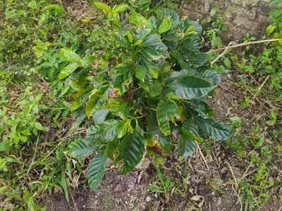 Fazenda 13,5 Hactare à Venda, Pau Brasil , Barra do Choça, BA - Foto 17