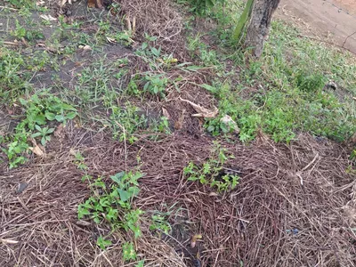 Fazenda 13,5 Hactare à Venda, Pau Brasil , Barra do Choça, BA - Foto 13